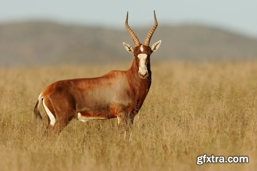 Collection antelope horn herbivore nature landscape 25 HQ Jpeg