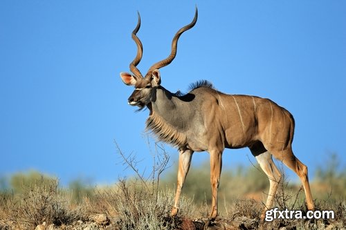 Collection antelope horn herbivore nature landscape 25 HQ Jpeg