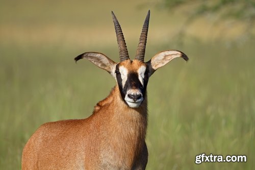 Collection antelope horn herbivore nature landscape 25 HQ Jpeg