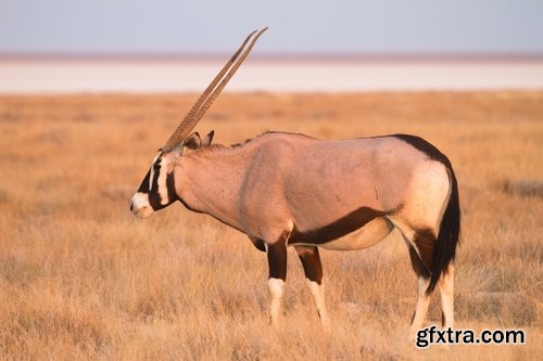 Collection antelope horn herbivore nature landscape 25 HQ Jpeg