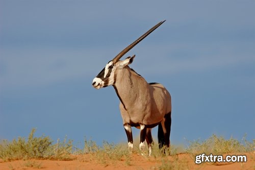 Collection antelope horn herbivore nature landscape 25 HQ Jpeg