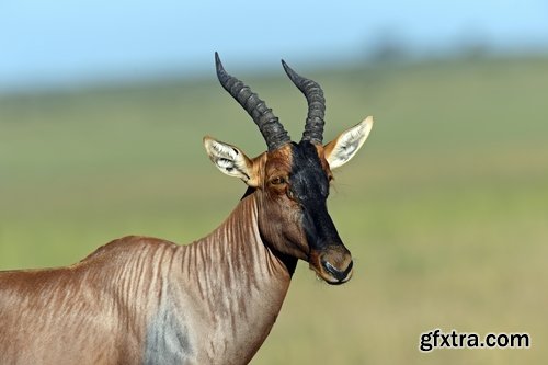 Collection antelope horn herbivore nature landscape 25 HQ Jpeg