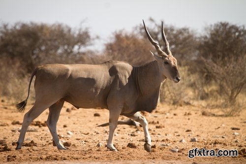 Collection antelope horn herbivore nature landscape 25 HQ Jpeg