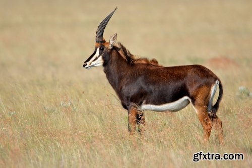 Collection antelope horn herbivore nature landscape 25 HQ Jpeg