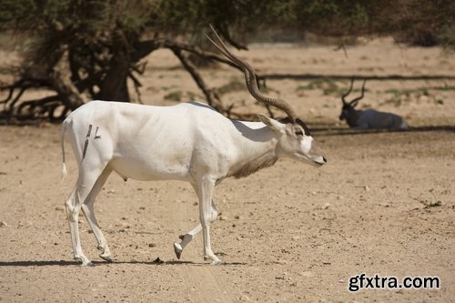 Collection antelope horn herbivore nature landscape 25 HQ Jpeg