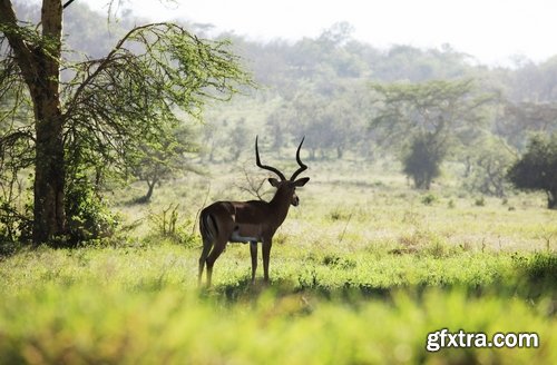 Collection antelope horn herbivore nature landscape 25 HQ Jpeg