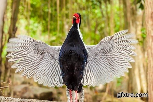 Collection of pheasant wildfowl bird 25 HQ Jpeg