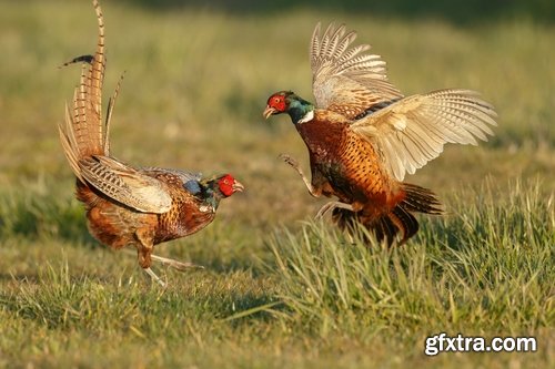 Collection of pheasant wildfowl bird 25 HQ Jpeg