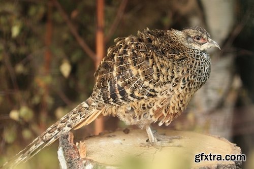 Collection of pheasant wildfowl bird 25 HQ Jpeg