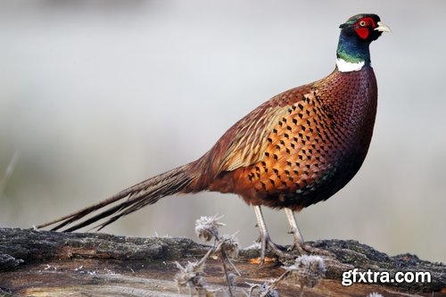 Collection of pheasant wildfowl bird 25 HQ Jpeg