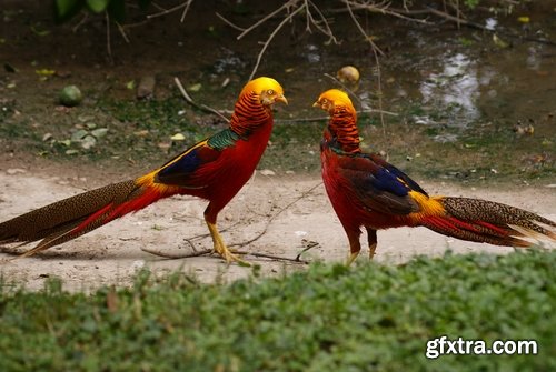 Collection of pheasant wildfowl bird 25 HQ Jpeg