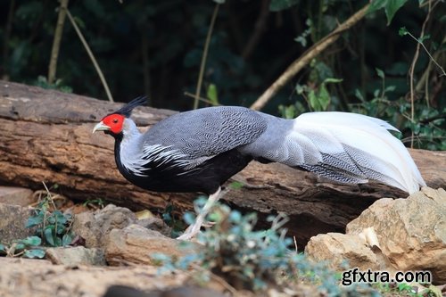 Collection of pheasant wildfowl bird 25 HQ Jpeg