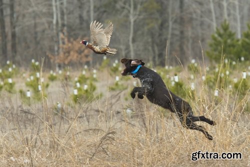 Collection of pheasant wildfowl bird 25 HQ Jpeg