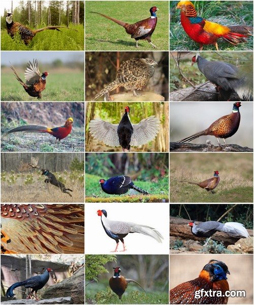 Collection of pheasant wildfowl bird 25 HQ Jpeg