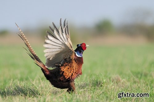 Collection of pheasant wildfowl bird 25 HQ Jpeg