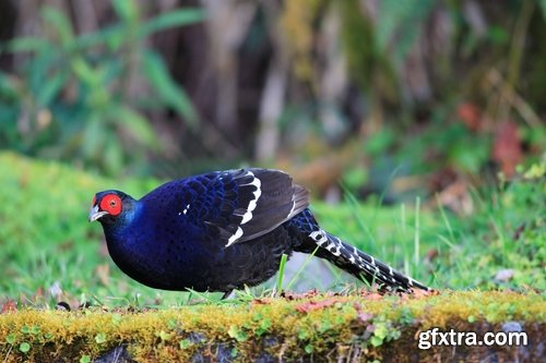 Collection of pheasant wildfowl bird 25 HQ Jpeg