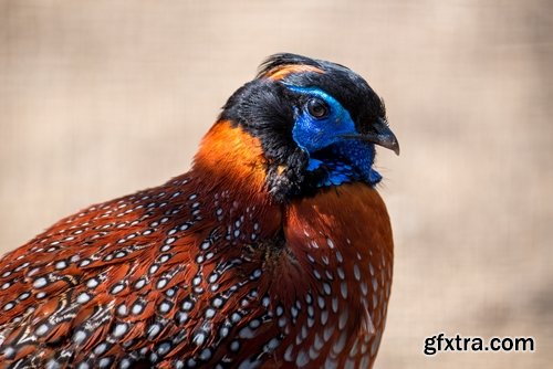 Collection of pheasant wildfowl bird 25 HQ Jpeg