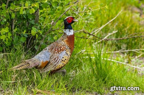 Collection of pheasant wildfowl bird 25 HQ Jpeg