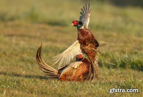 Collection of pheasant wildfowl bird 25 HQ Jpeg