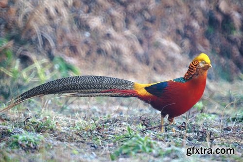 Collection of pheasant wildfowl bird 25 HQ Jpeg