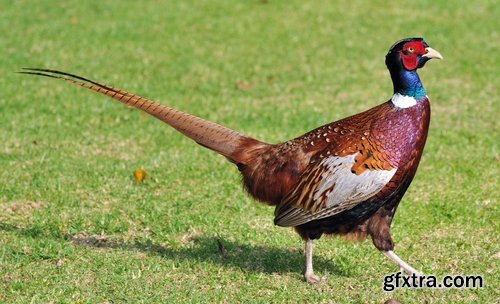 Collection of pheasant wildfowl bird 25 HQ Jpeg