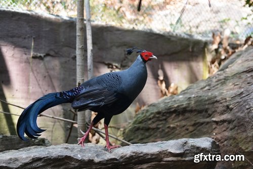 Collection of pheasant wildfowl bird 25 HQ Jpeg