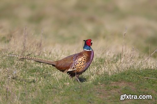 Collection of pheasant wildfowl bird 25 HQ Jpeg