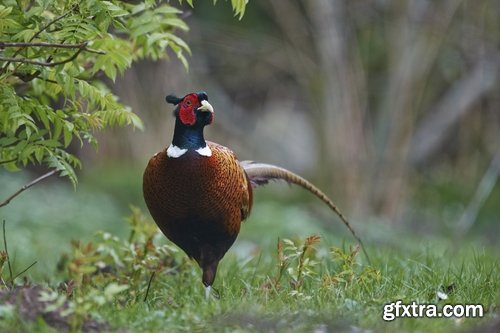 Collection of pheasant wildfowl bird 25 HQ Jpeg