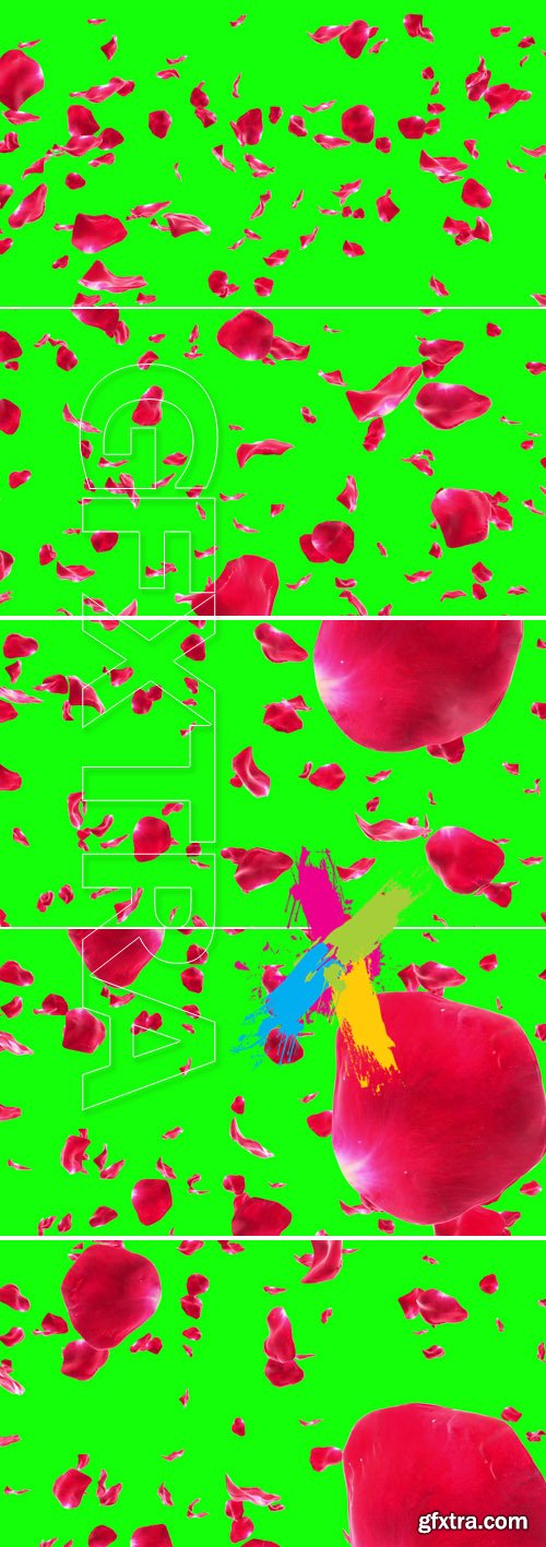 Rose Petals Falling on Greenscreen (Loop)