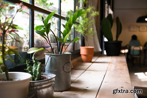 Home Plants - 15x JPEGs