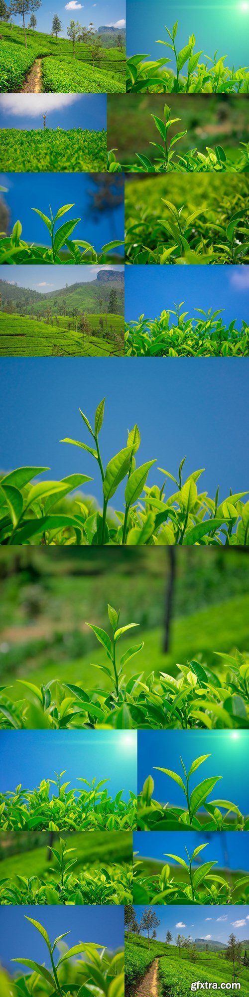 Tea fields