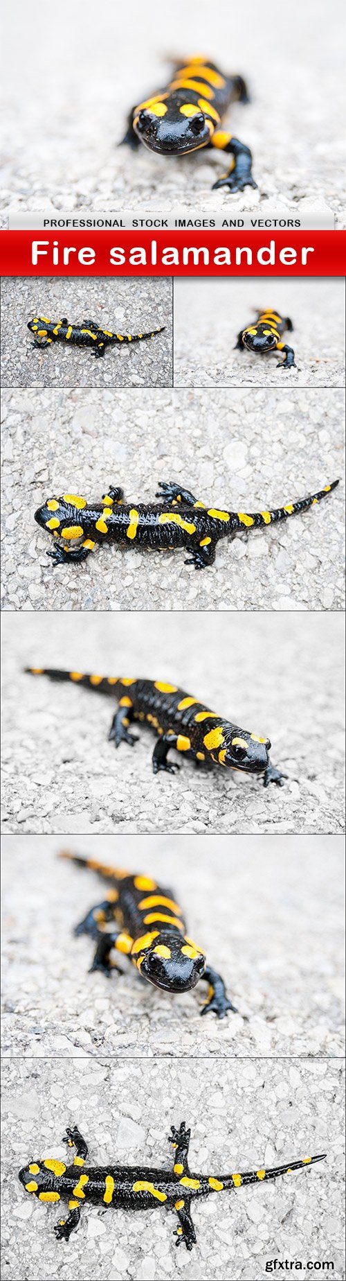 Fire salamander - 7 UHQ JPEG