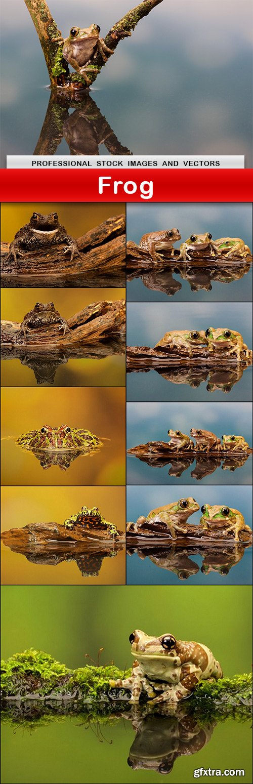 Frog - 10 UHQ JPEG