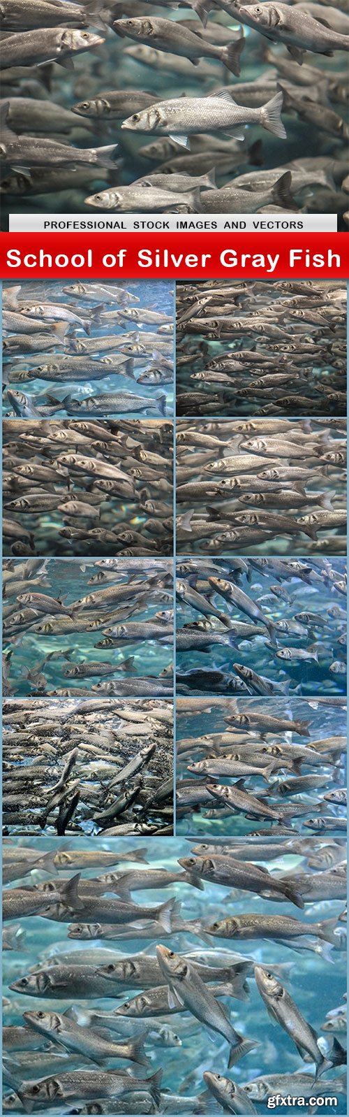 School of Silver Gray Fish - 10 UHQ JPEG