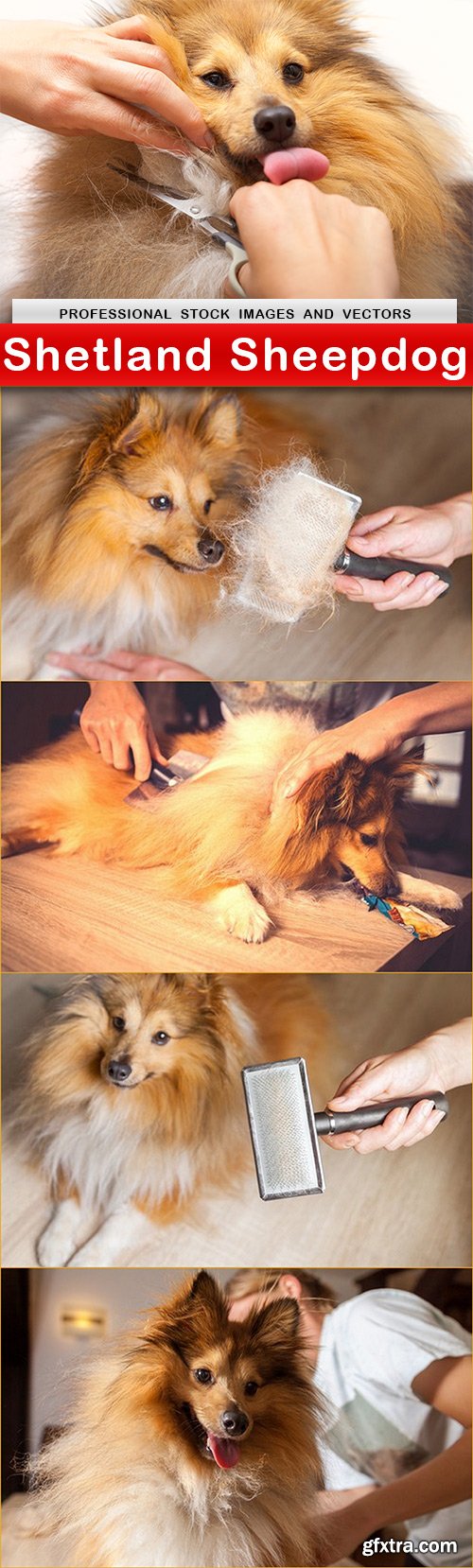 Shetland Sheepdog - 5 UHQ JPEG