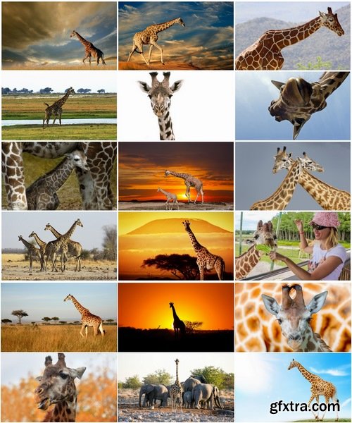 Collection giraffe long neck wildlife landscape 25 HQ Jpeg