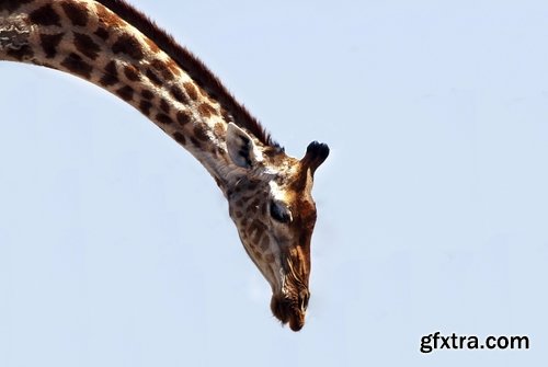 Collection giraffe long neck wildlife landscape 25 HQ Jpeg