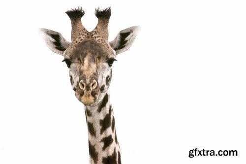 Collection giraffe long neck wildlife landscape 25 HQ Jpeg