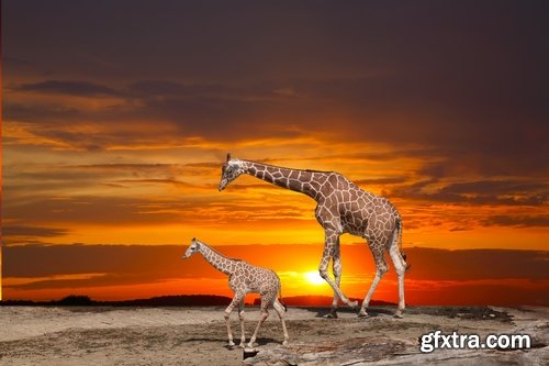 Collection giraffe long neck wildlife landscape 25 HQ Jpeg