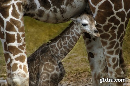 Collection giraffe long neck wildlife landscape 25 HQ Jpeg