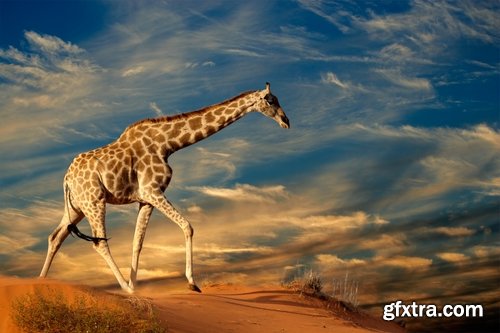 Collection giraffe long neck wildlife landscape 25 HQ Jpeg