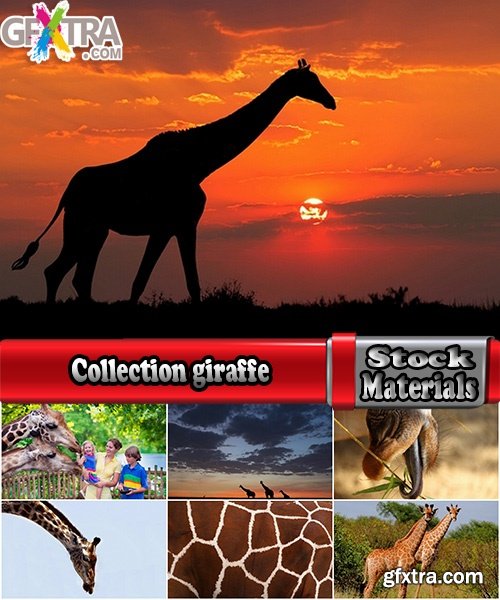 Collection giraffe long neck wildlife landscape 25 HQ Jpeg