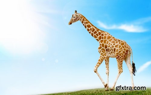 Collection giraffe long neck wildlife landscape 25 HQ Jpeg