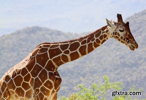 Collection giraffe long neck wildlife landscape 25 HQ Jpeg