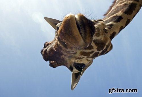 Collection giraffe long neck wildlife landscape 25 HQ Jpeg