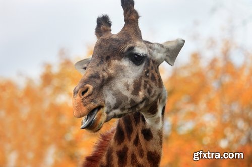 Collection giraffe long neck wildlife landscape 25 HQ Jpeg