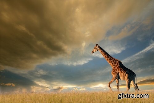 Collection giraffe long neck wildlife landscape 25 HQ Jpeg