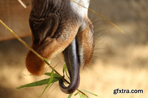 Collection giraffe long neck wildlife landscape 25 HQ Jpeg