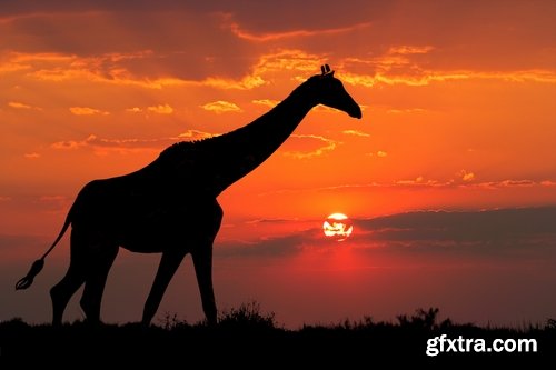 Collection giraffe long neck wildlife landscape 25 HQ Jpeg