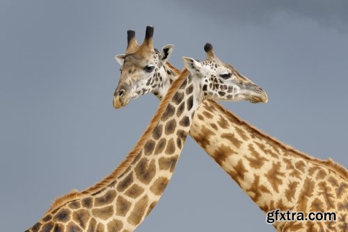 Collection giraffe long neck wildlife landscape 25 HQ Jpeg